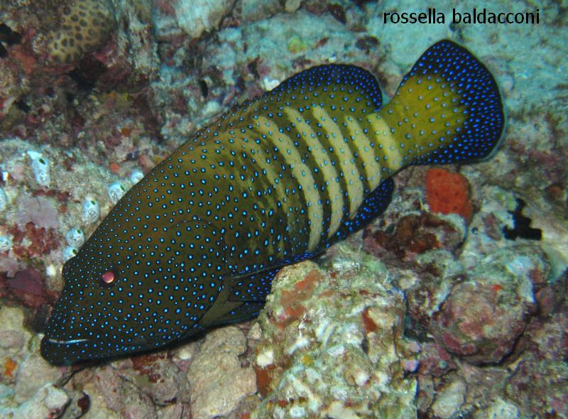 Maldive (atolli di Male Nord e Male Sud)